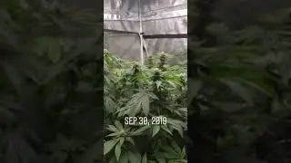 Grown under SunPlix LED grow light