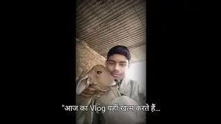 Chotki vlog my new vlog Day 2 #vlogger  #cowvlogs #entertainment #animals