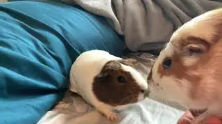 Extremely Loud Guinea Pig Squeaks