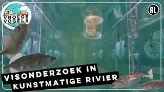 Hoe verstorend zijn licht en geluid voor vissen? | Radio | Vroege Vogels