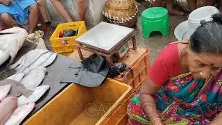 Normal day Kasimedu Fish Market #freshfish #fish #ocean #kasimedufishing #fishing #fishinglife
