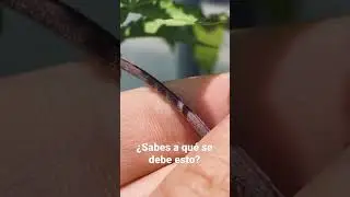 &iquest;Por qu&eacute; algunos tallos del cannabis son morados?