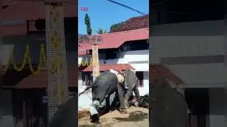 Elephant Attack in Thiruvara Temple|തിരുവറ അമ്പലത്തിൽ ആന ഇടഞ്ഞപ്പോൾ