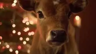 Give Heifer This Holiday