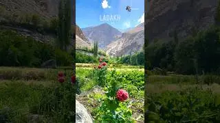 LADAKH- #ladakh#agriculture#mountains#arrahmansongs#trending#shorts#flowers#unionterritory#minivlog