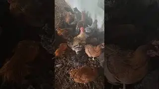 100 murge palne mai kitni jameen lagegi