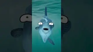 Why the Ocean Sunfish Is Considered the Most Useless Fish on Earth #viral #trending #shorts