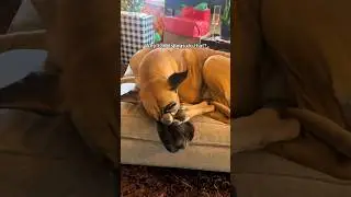 Meet the Giant: Great Dane Moments.#animals #animallife #funny #dogs #funnyvideo #greatdane