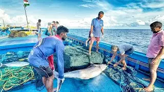 Offbeatplace সমুদ্রের মাছ ধরা দেখলাম | ইন্দিরা গান্ধী অ্যাটমিক রিসার্চ সেন্টার তামিলনাড়ু কালপক্কম 