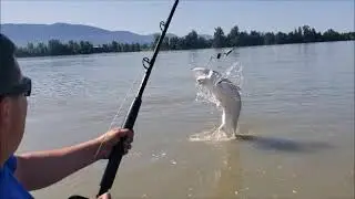CRAZY boatside jump - sturgeon fishing Fraser River