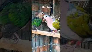 Common Emerald Dove