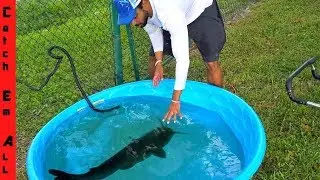 Giant CATFISH GROWING in Mini POOL POND!