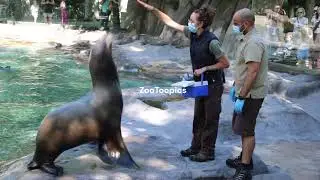 Feeding time with Pepe at Barcelona Zoo September 2025