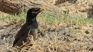Myna Bird | Indian.Roller| Indian Robin Bitd Sounds
