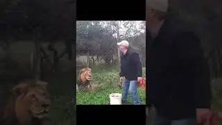 Ego defines 🦁⚡|#trendingshorts #animals #trolledit #lion #trending #tiger #wildlife #ego