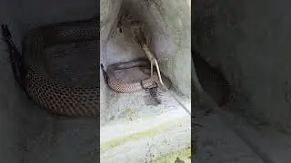 Snake and scorpion seen at the same place 🐍😱 amazing scene #snakes #viralvideo #shorts #scorpion #fabriels #temple