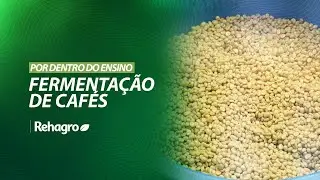 FERMENTAÇÃO DE CAFÉS: PASSO A PASSO DO PROCESSO | Por Dentro do Ensino - Café