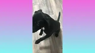 Корм для щенков  кане корсо #shorts #like #tiktok #канекорсо