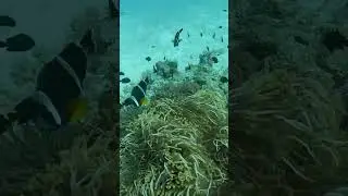 Rare black striped Mauritius  clown fish living in a chaotic anemone