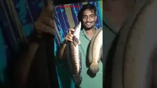 amazing big  murral fish  catching🎣