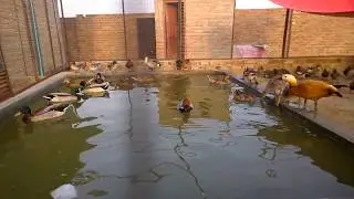 Drake Murghabi Beautiful Bird in Pakistan