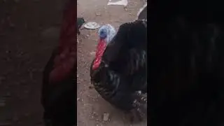#gemsfarm#vaankozhi##viral#trendingshorts #fypp#viswasamtrailer