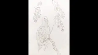 Beautiful Bird Drawing Step by Step✨🐦✨🕊️