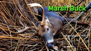 FUNKY RACKED MARSH WHITETAIL - MD SIKA DEER HUNTING