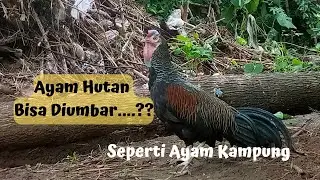 Cara Paling Efektif Agar Ayam Hutan Hijau Bisa Diumbar Seperti Ayam Kampung