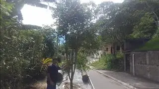 Frutíferas nativas grande porte Cambuci jabuticaba olho de boi e Sabará cereja do Rio grande ipê...
