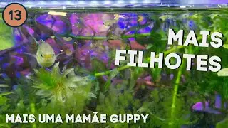 A segunda f&ecirc;mea de guppy/lebiste teve filhotes tamb&eacute;m! | Vlog 13