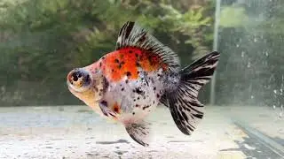 18897 calico Demekin 