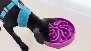 Truffle&rsquo;s food aggression test with human