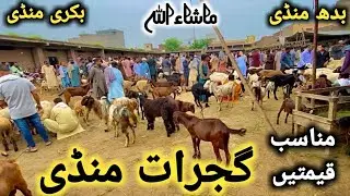 گجرات منڈی دودھ اور بچوں والی سستی ترین بکریاں || ریٹ سن کر آپ بھی خیران ہو جائے گے #gujratmandi 
