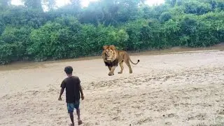 December 24, 2025 Tiger attack in jungle 🌳 Royal Bengal tiger 🐯 On man || Tiger Short animals Film 