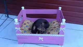 CAMINHA PET FEITA COM CAIXOTE DE FEIRA