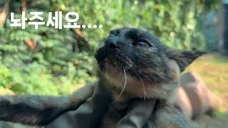 할머니 손아귀에 들어간 아기고양이 코코