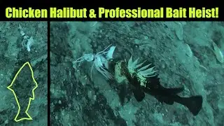 Chicken Halibut & Professional Bait Heist! Halibut Fishing (Underwater) Juneau, Alaska! AUGUST 2021