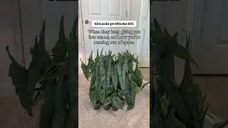 Being an Alocasia mom be like&hellip; #alocasia #plantproblems