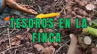 Fui a hacer una cosa y terminé encontrando verduras 🪏🥔🍠| Tesoros en la finca 