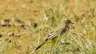 Yellow Wagtail Juvenile