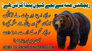 Home Of Animal Information | Episode:17 | Information about Bears | Sameja News Network