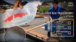 How To Safely Transport/Move Your Koi - Kodama Koi Farm
