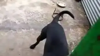 dog action show
