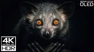 Relax Wildlife 4K Peaceful Animal Moments with Calming Music for Sleep and Calm