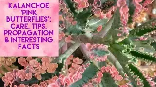 Kalanchoe ‘Pink Butterflies’, Easy Care Guide, Propagation, Tips & Facts. Shoutout to Australia🇦🇺