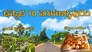 Bellam Garelu At Perumallapuram || Uppada To Perumallapuram Sea Side Route || Dragon Fruit Garden