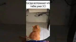 С дивана вставать со звуком кряхтения #funny #anime #комикс #cat #сваты6 #сатира #юмор #mcdonalds
