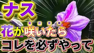 【ナス】花が咲いた後コレをやると今後実がどんどん成ります。必ずやるべき事について