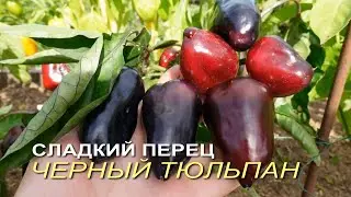 Сладкий перец ЧЕРНЫЙ ТЮЛЬПАН. Обзор сортов ПЕРЦА!